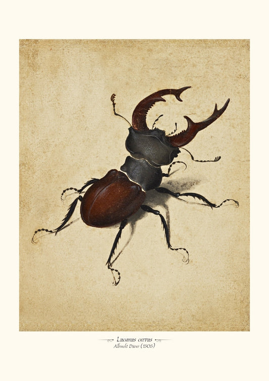 Lucanus cervus
