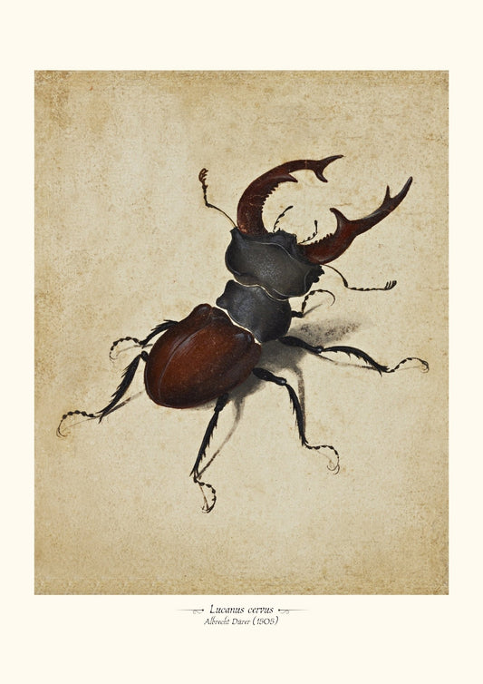 Lucanus cervus