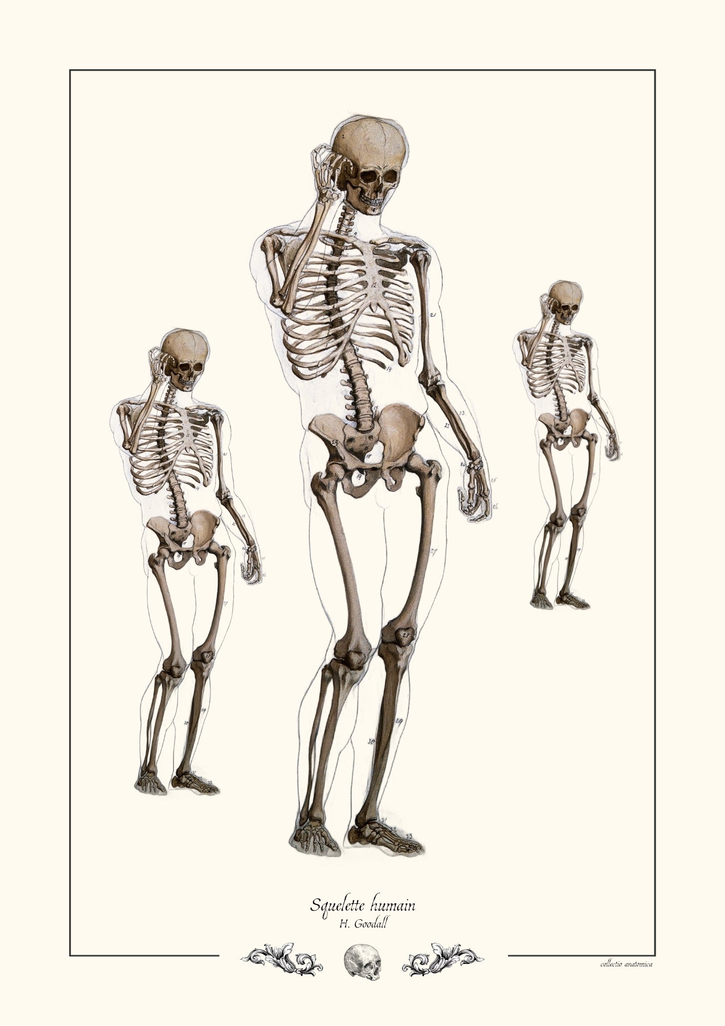 Squelette humain H. Goodall