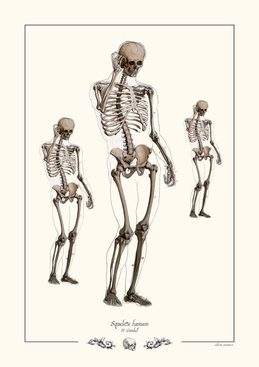 Squelette humain H. Goodall
