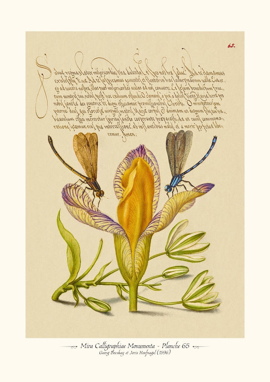 Mira Calligraphiae Monumenta - Planche 65