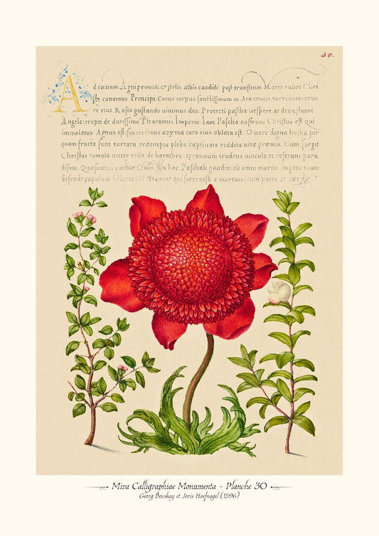 Mira Calligraphiae Monumenta - Planche 30