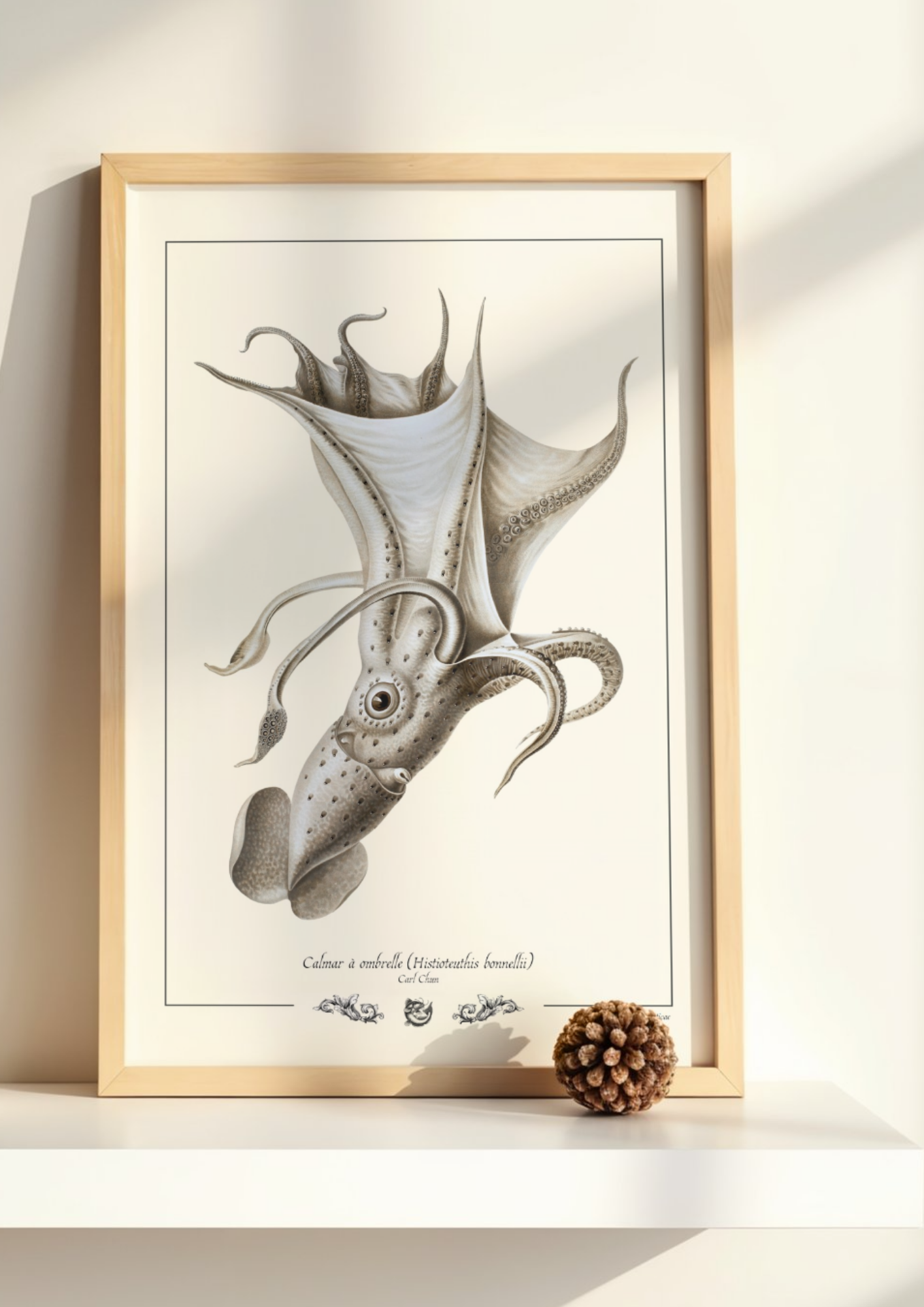 Calmar à ombrelle