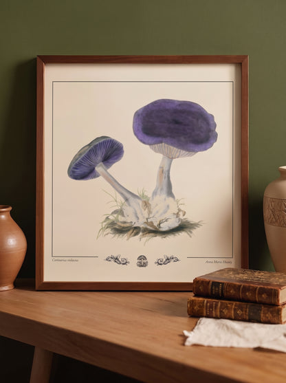 Cortinaire violet