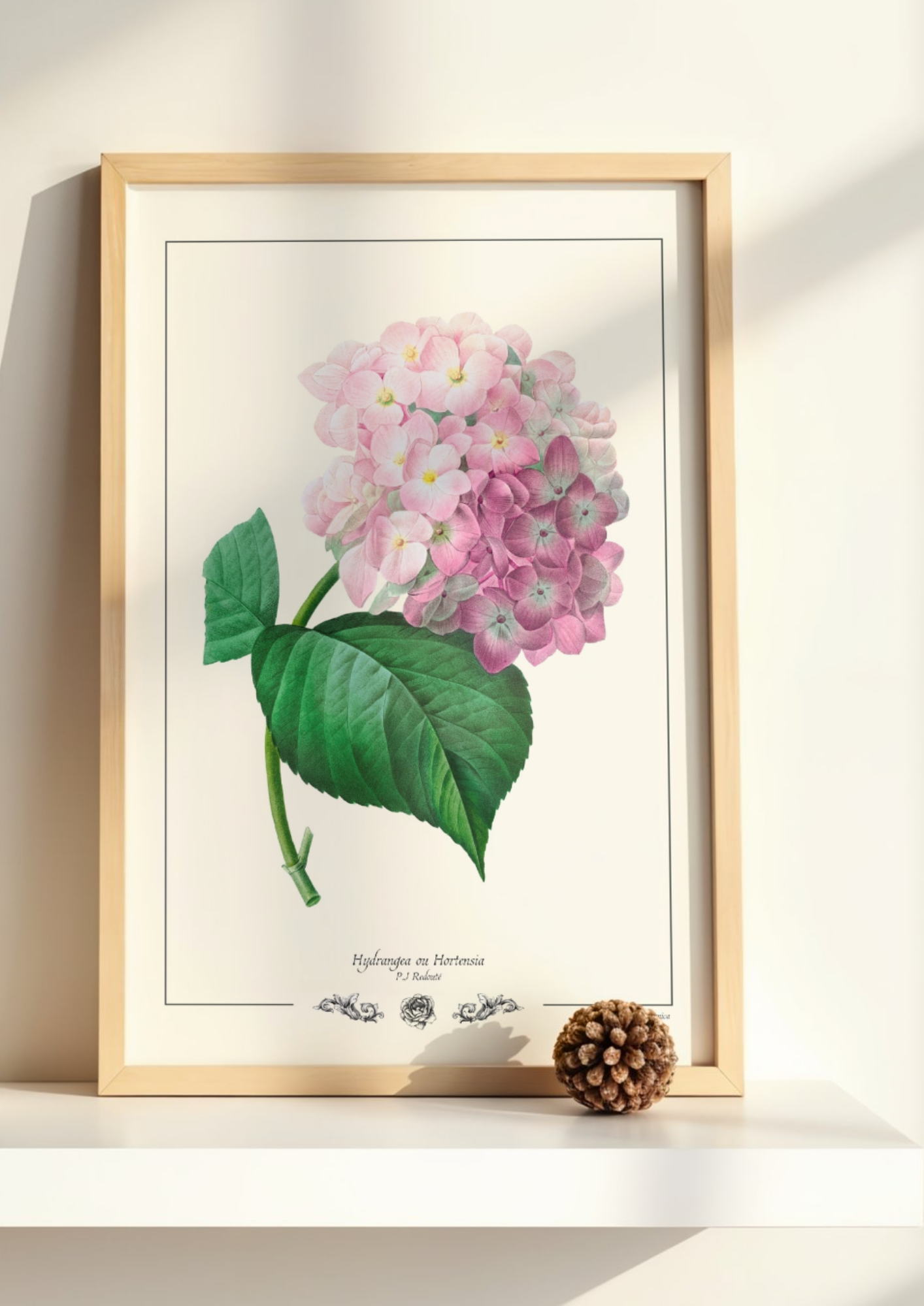 Hydrangea ou Hortensia