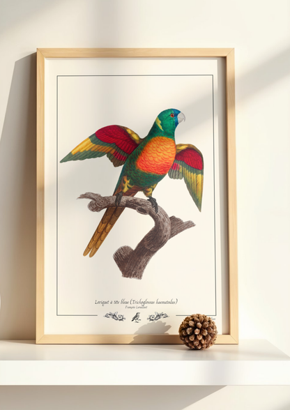 Loriquet à tête bleue