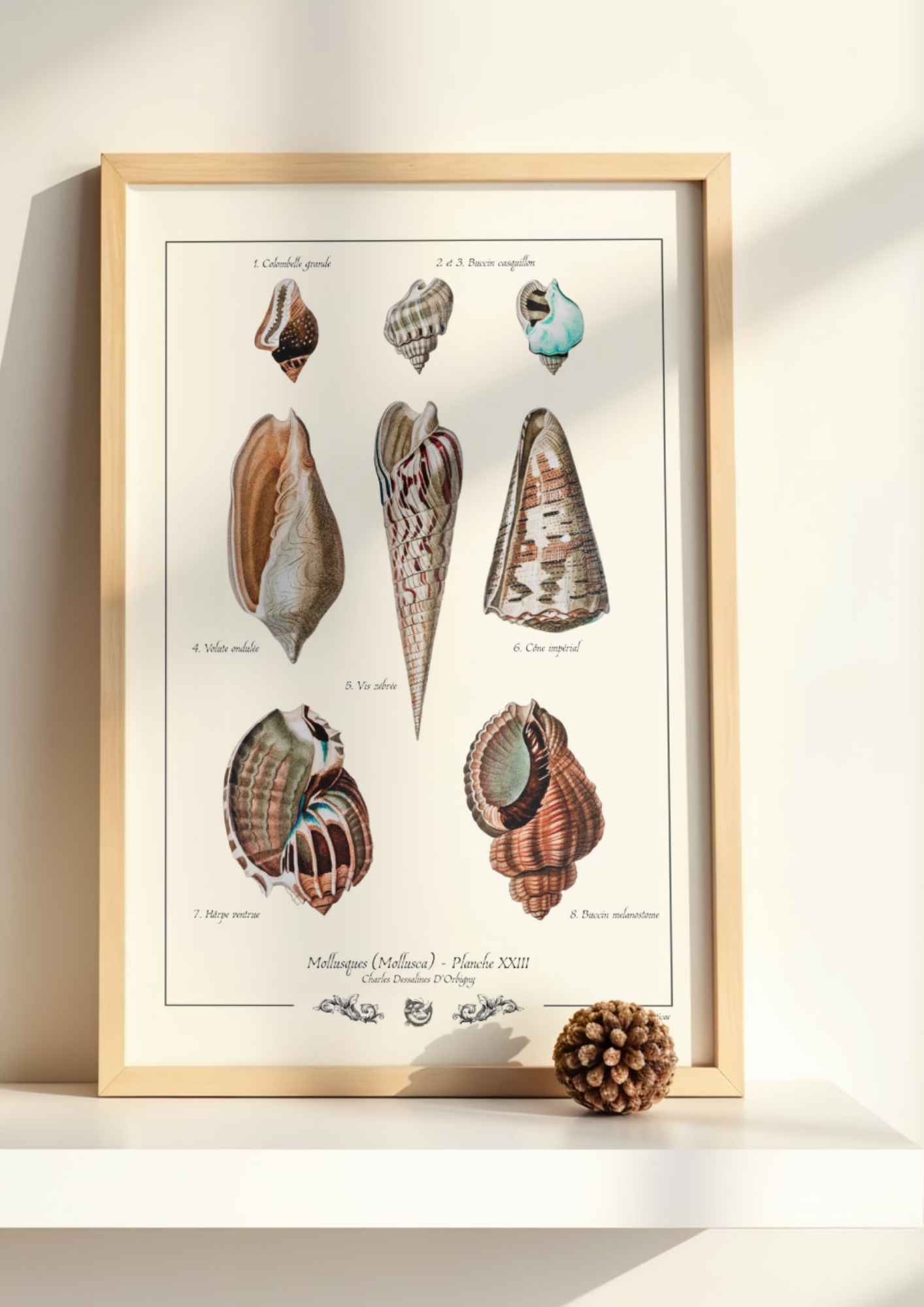 Mollusques (Mollusca) - Planche XXIII