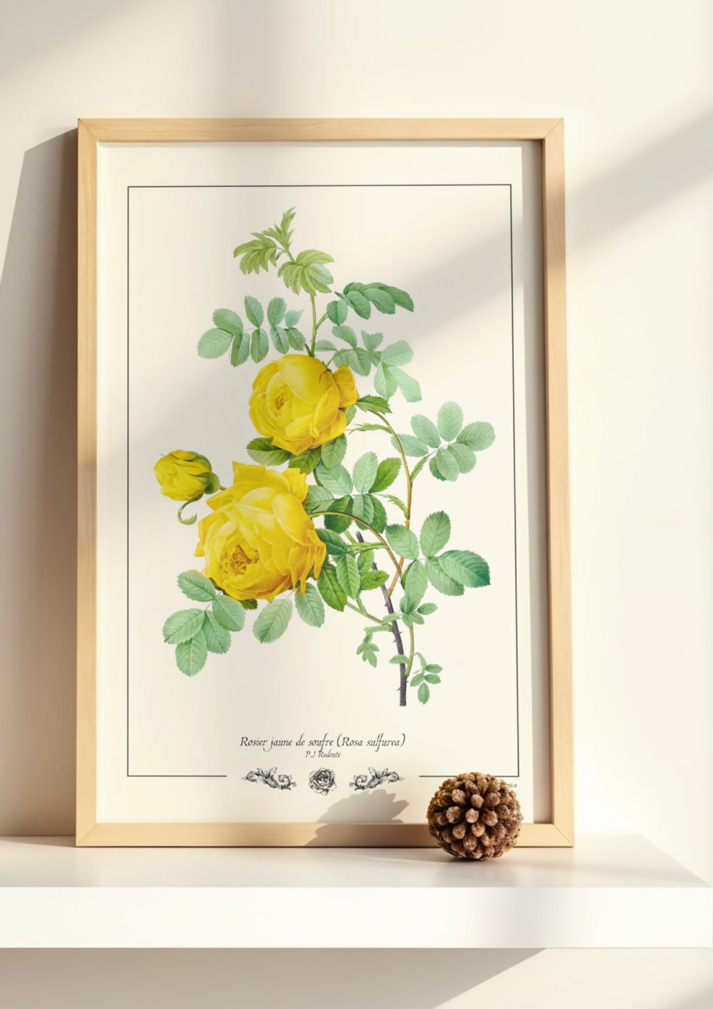 Rosier jaune de soufre