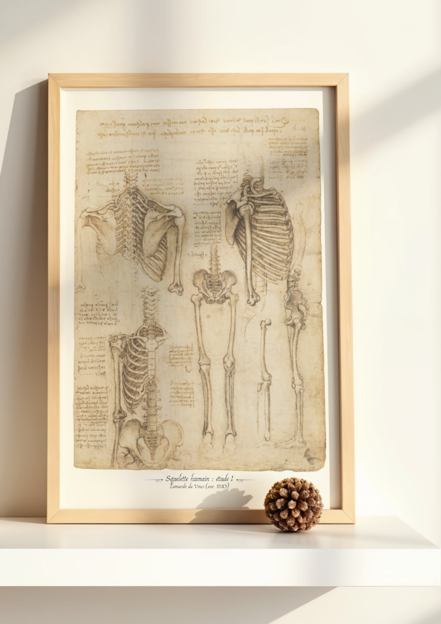 Squelette humain I - De Vinci