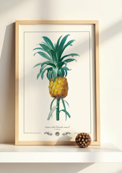 Ananas cultivé