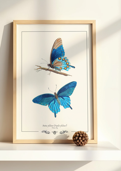 Battus philenor (Papilio philenor)