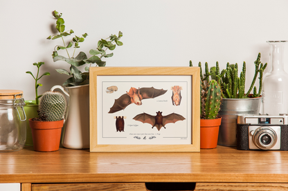Chauve-souris rousse et petite chauve-souris brune