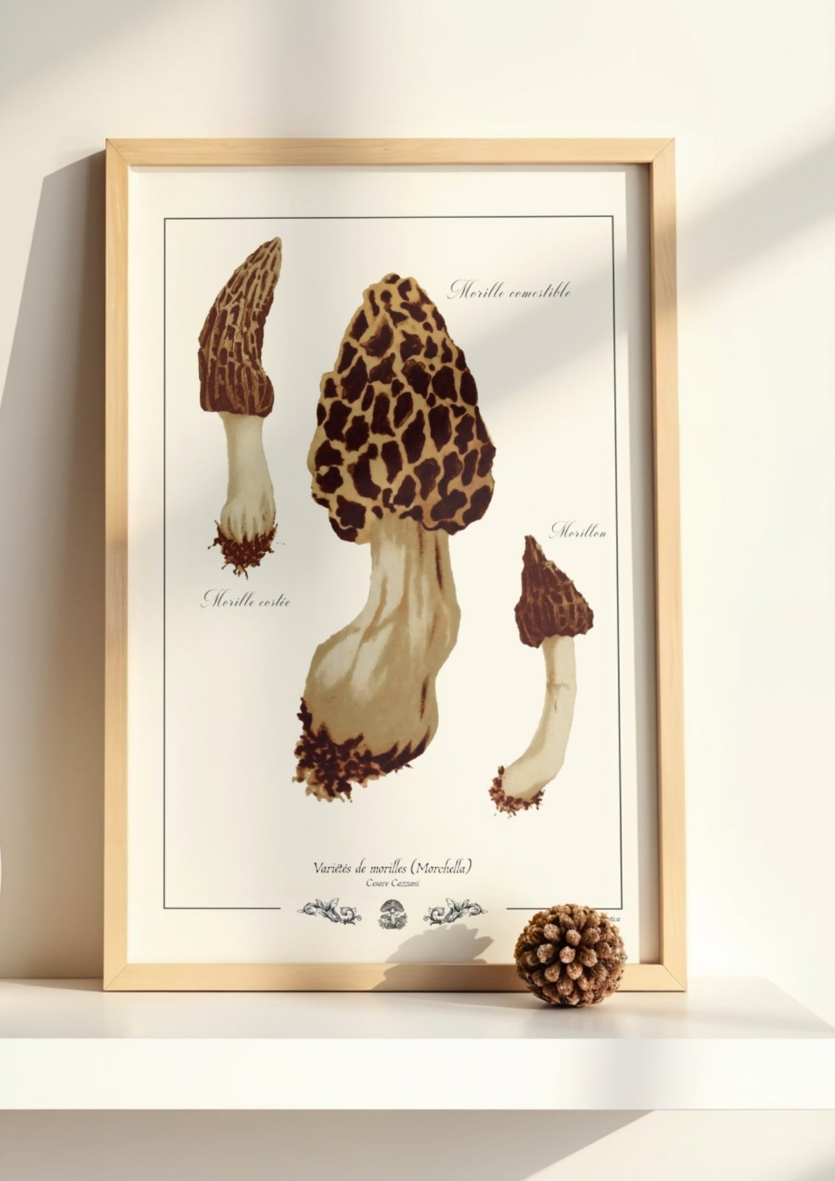 Variétés de morilles