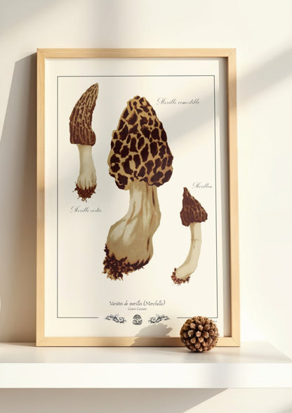 Variétés de morilles