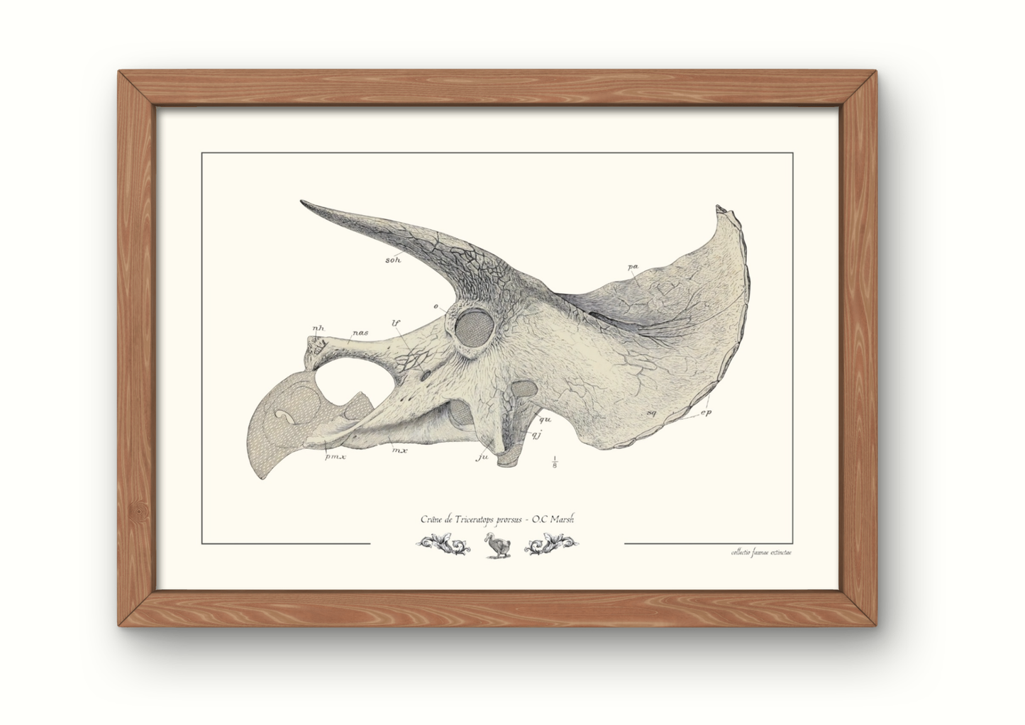 Crâne de Triceratops prorsus