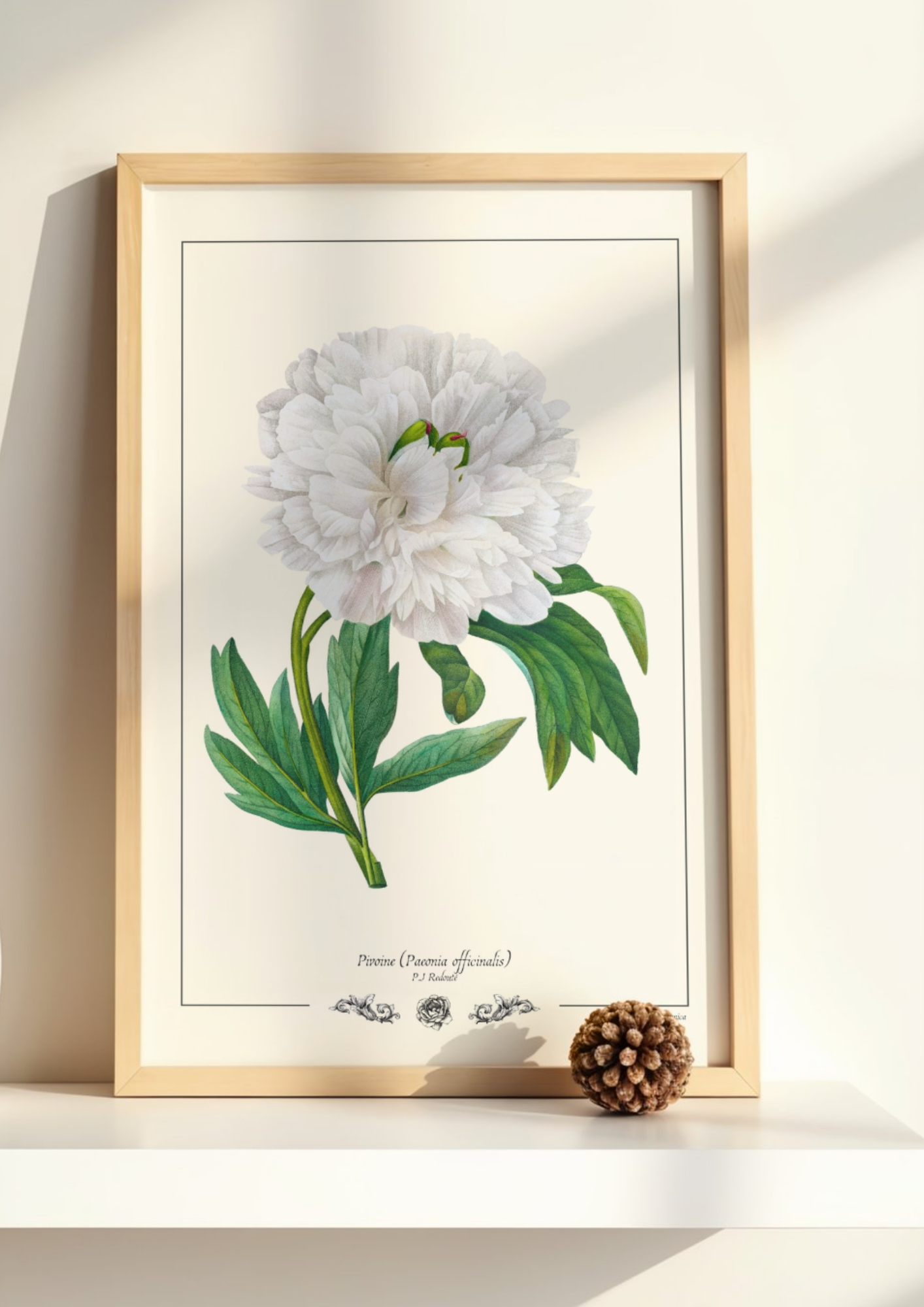 Pivoine