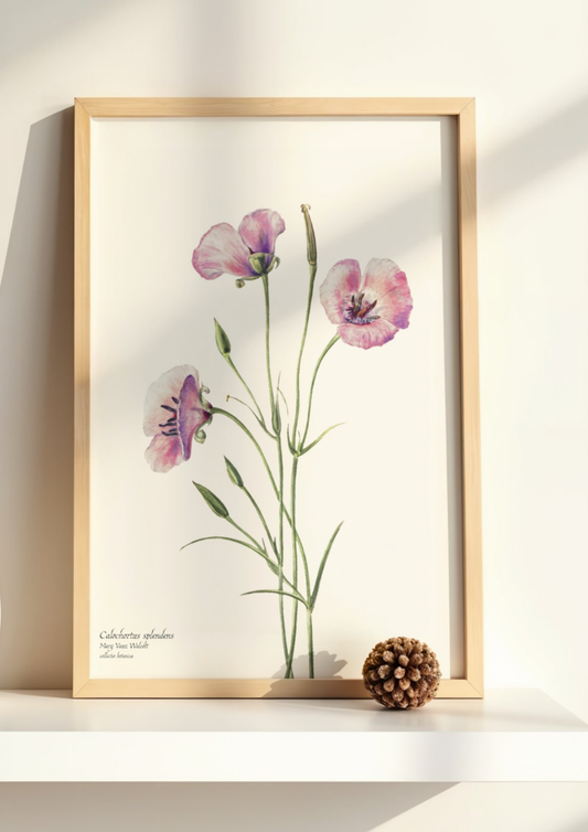 Calochortus splendens