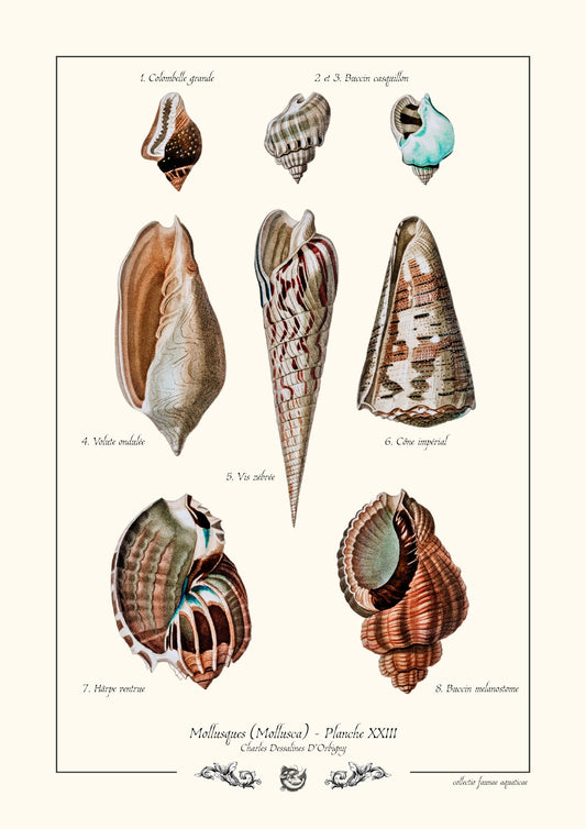 Mollusques (Mollusca) - Planche XXIII