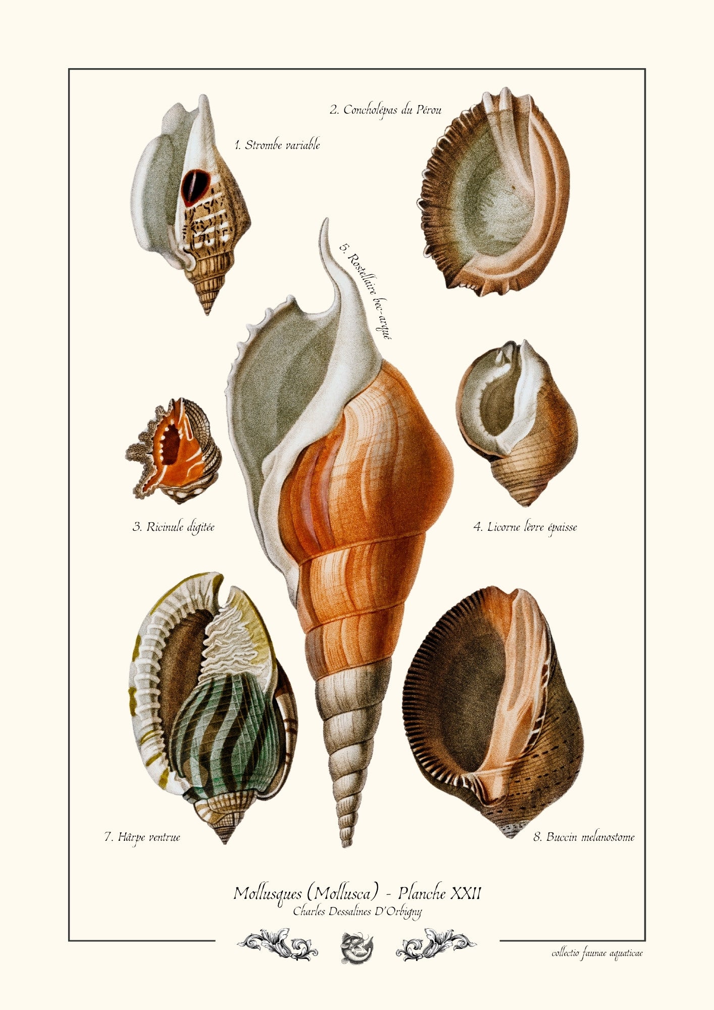 Mollusques (Mollusca) - Planche XXII