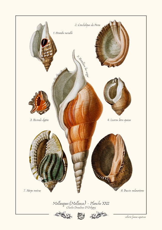 Mollusques (Mollusca) - Planche XXII