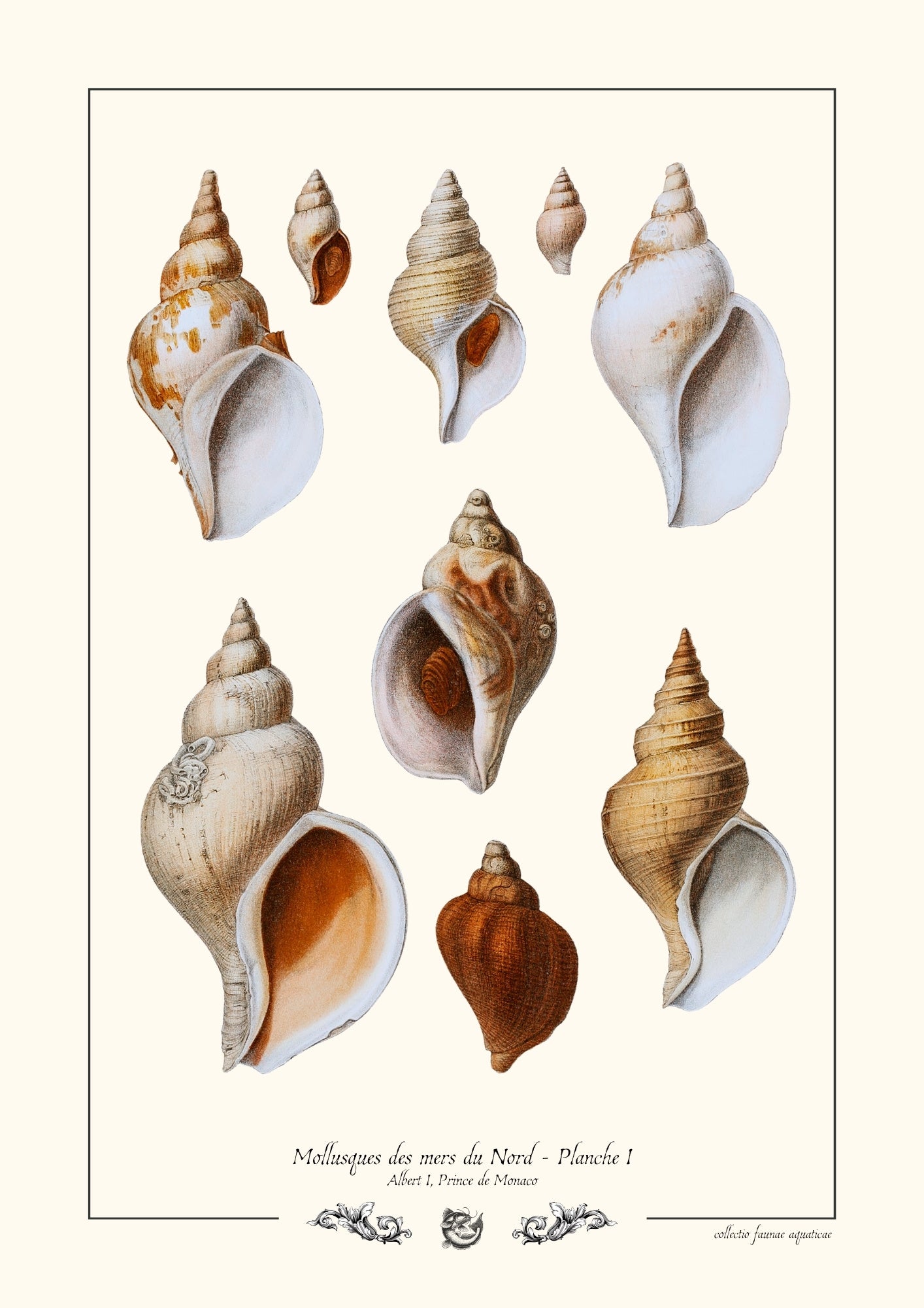 Mollusques des mers du Nord - Planche I