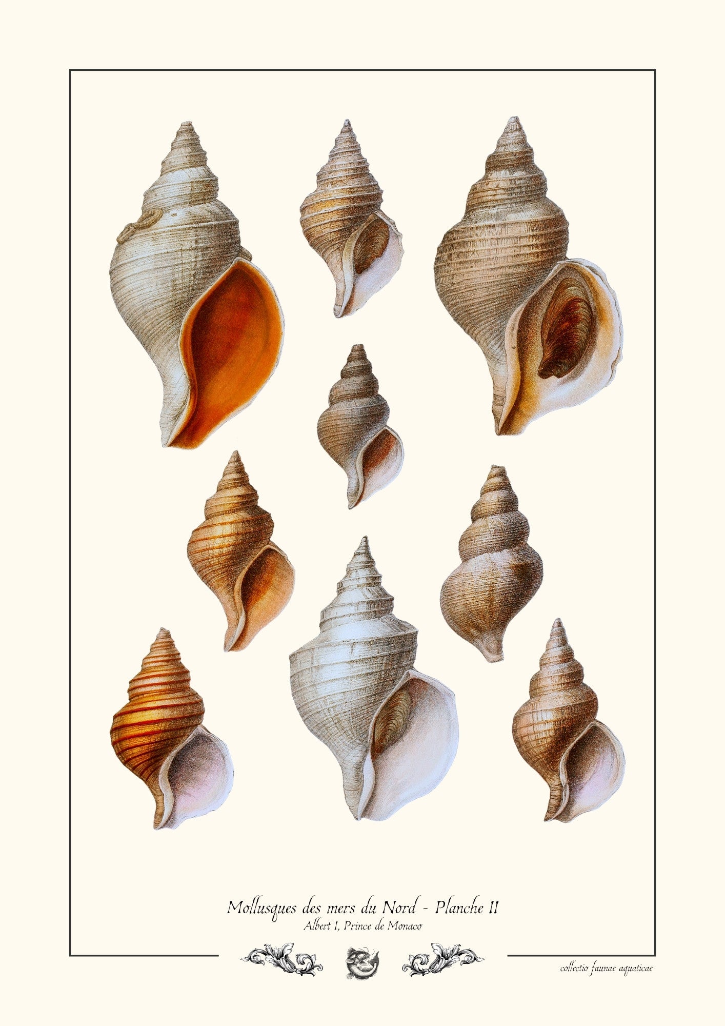 Mollusques des mers du Nord - Planche II