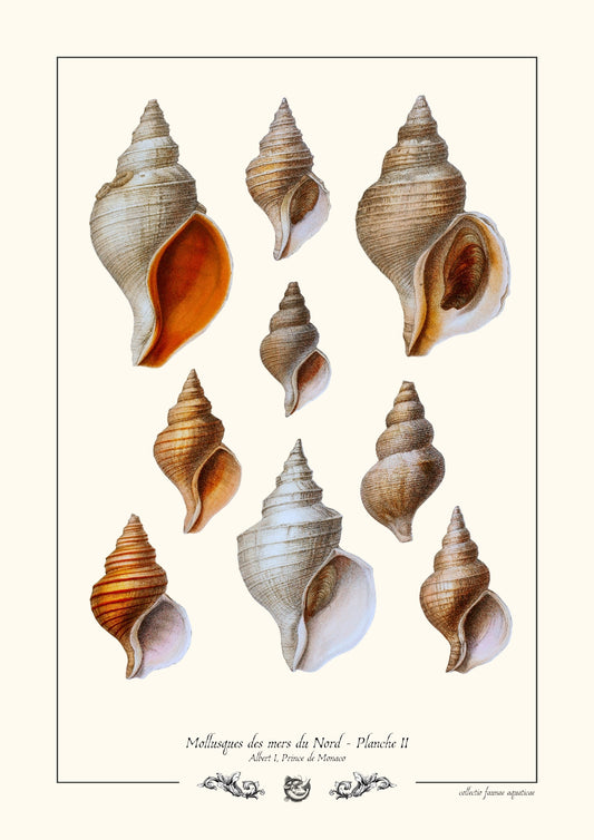 Mollusques des mers du Nord - Planche II