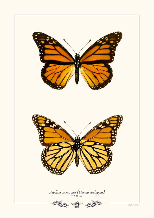 Papillons monarques (Danaus archippus)