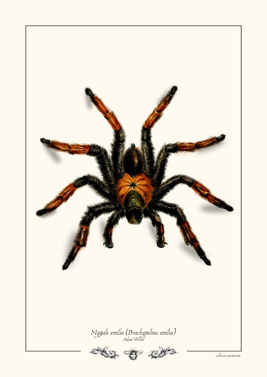 Mygale emilia