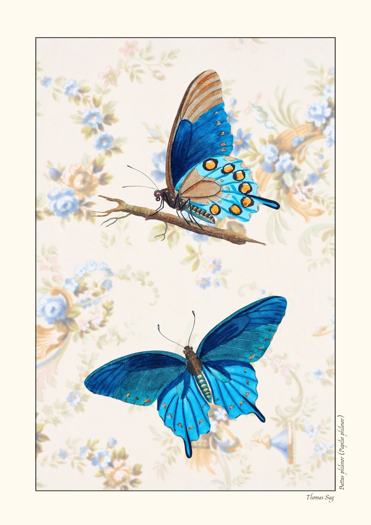 Battus philenor - Version alternative