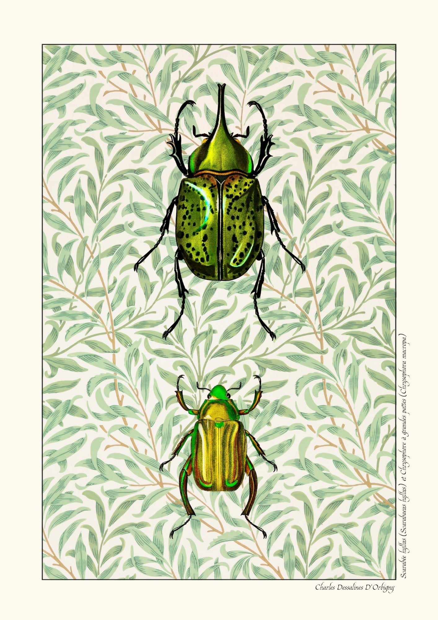 Scarabée hyllus et Chrysophore à grandes pattes - Version alternative