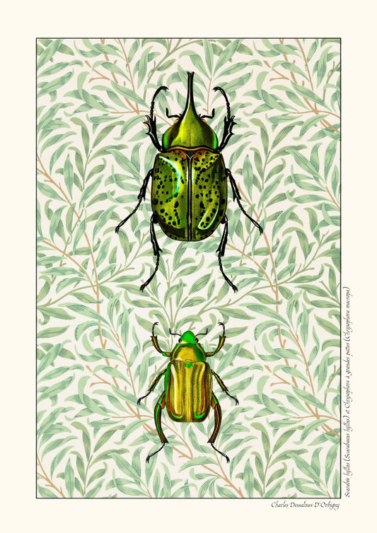 Scarabée hyllus et Chrysophore à grandes pattes - Version alternative