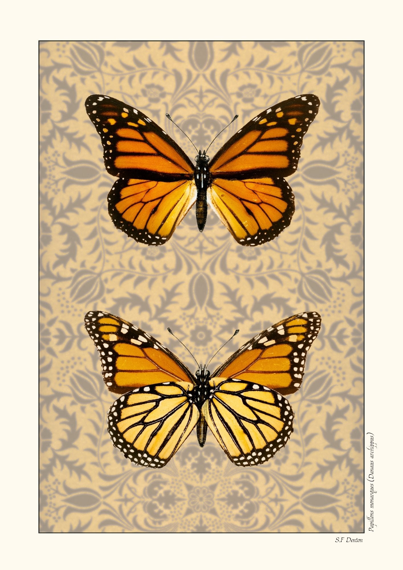 Papillons monarques - Version alternative