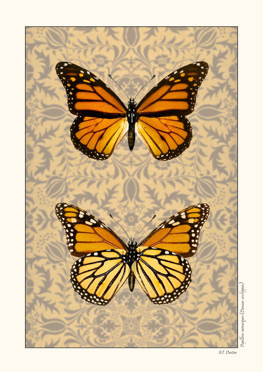 Papillons monarques - Version alternative