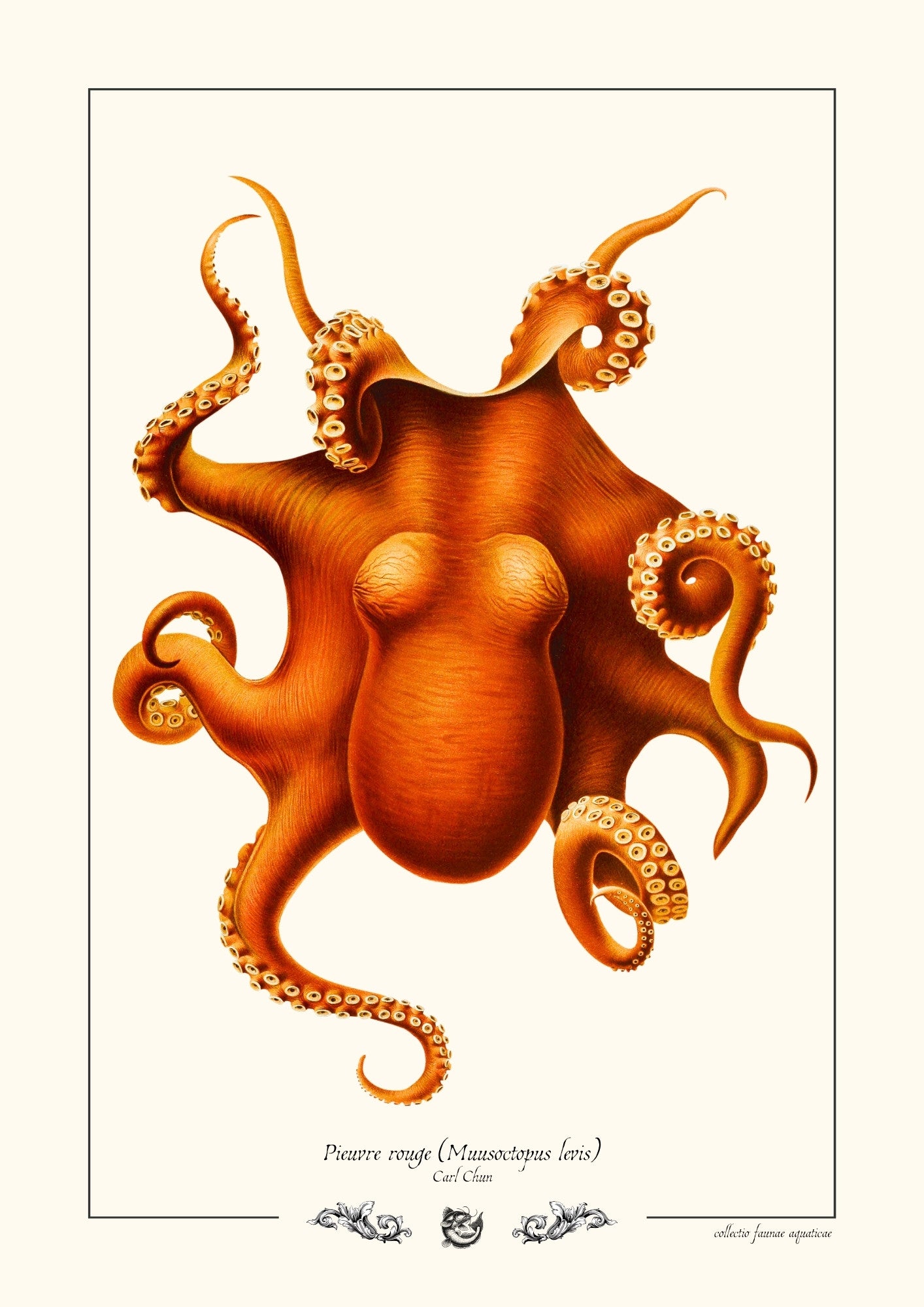 Pieuvre rouge