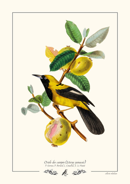 Oriole des campos