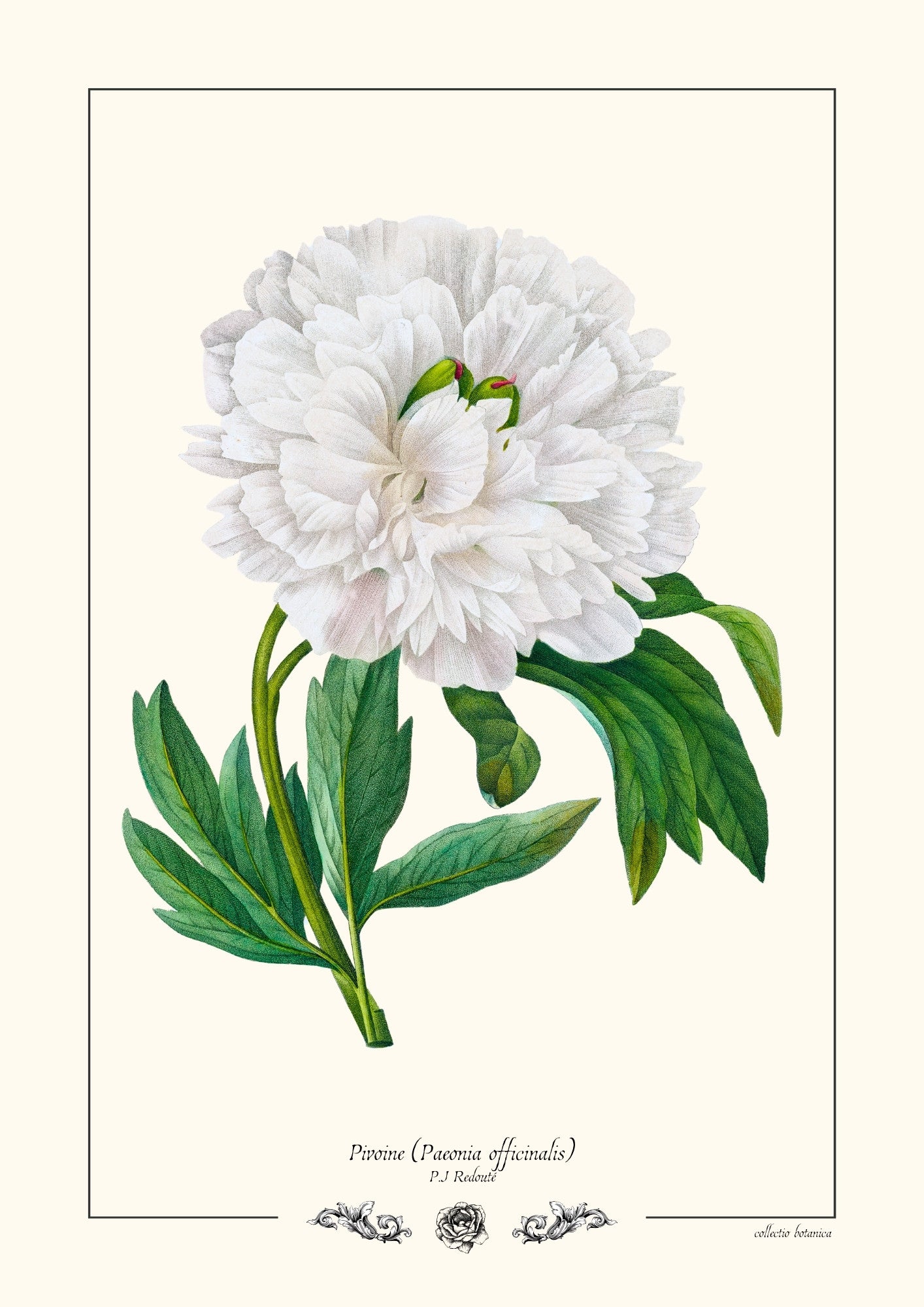 Pivoine