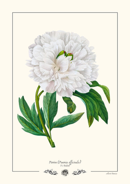 Pivoine