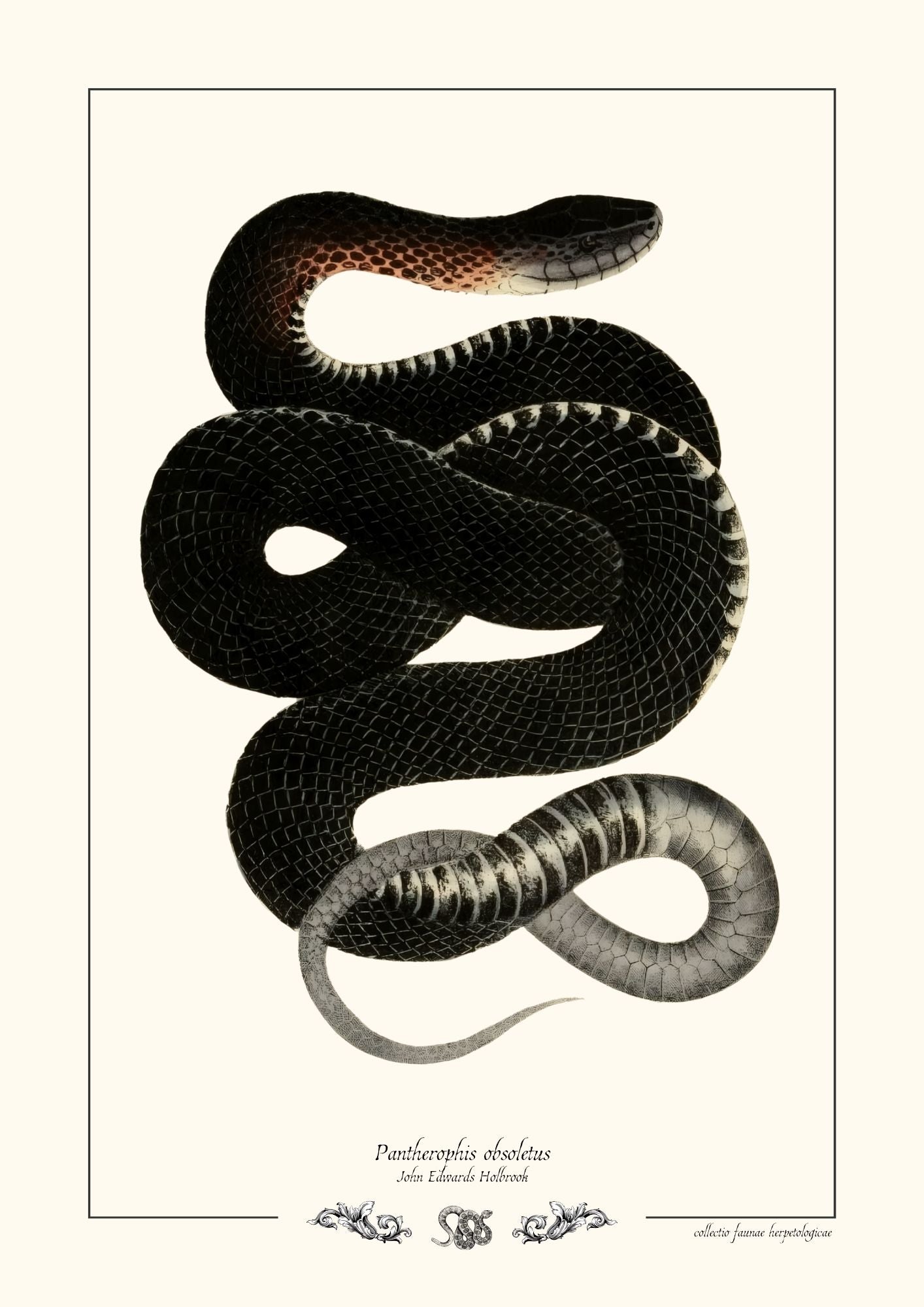 Pantherophis obsoletus