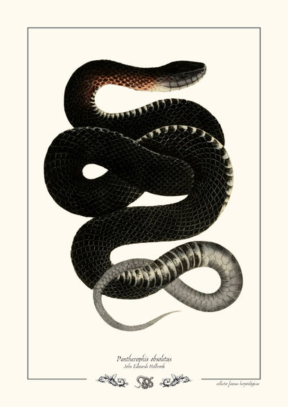 Pantherophis obsoletus