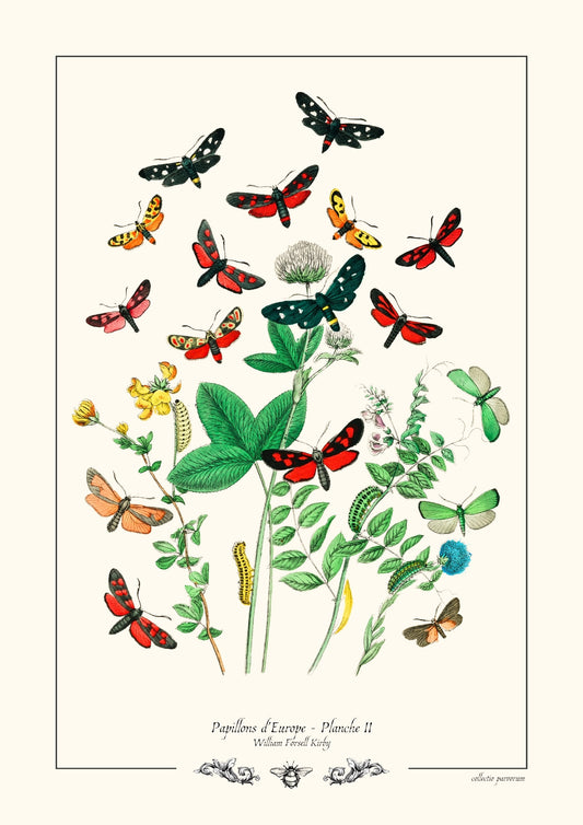 Papillons d’Europe - Planche II