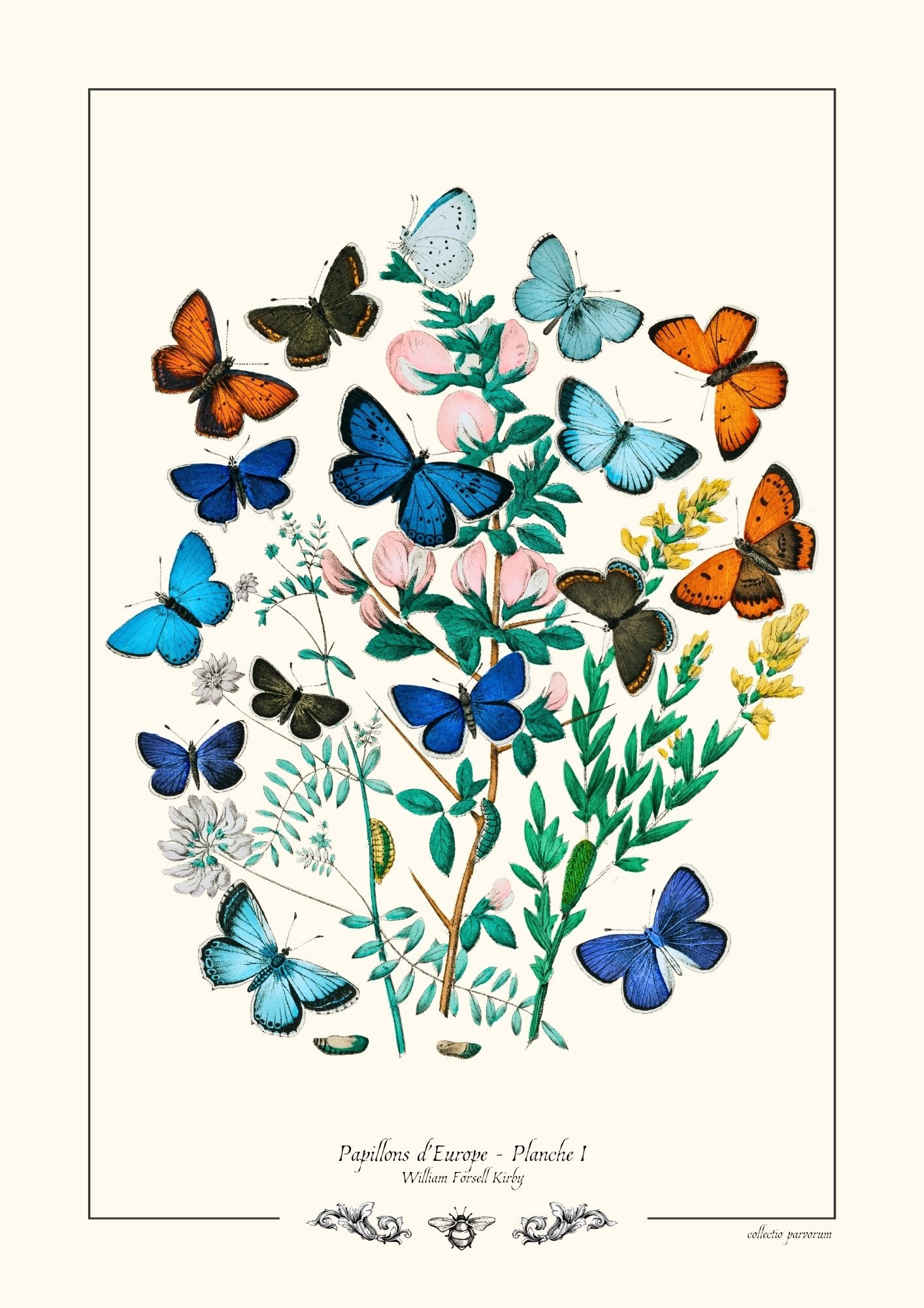 Papillons d’Europe - Planche I