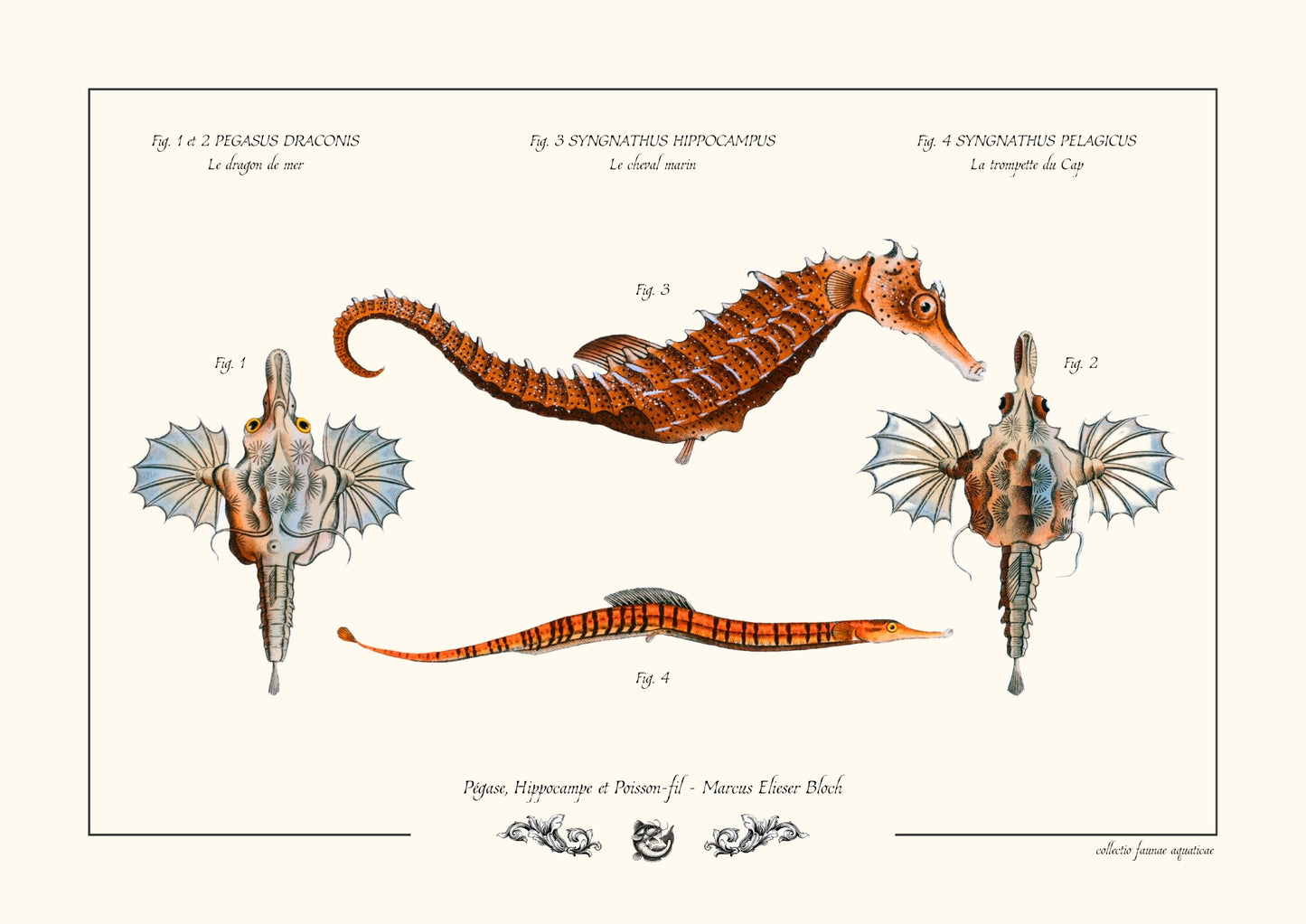 Pégase, Hippocampe et Poisson-fil