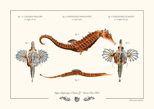 Pégase, Hippocampe et Poisson-fil