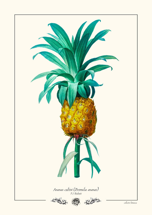Ananas cultivé