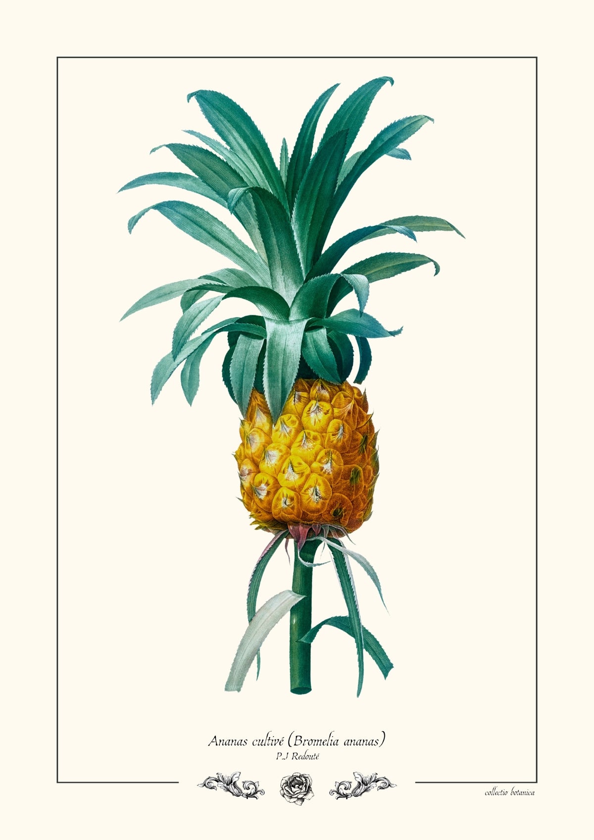 Ananas cultivé