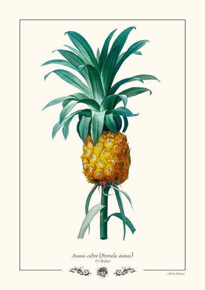 Ananas cultivé