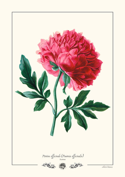Pivoine officinale