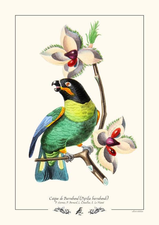 Caïque de Barraband