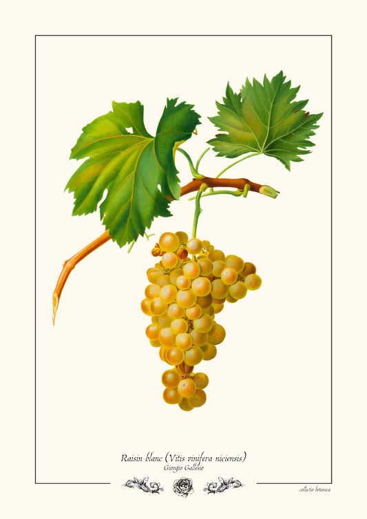 Raisin blanc